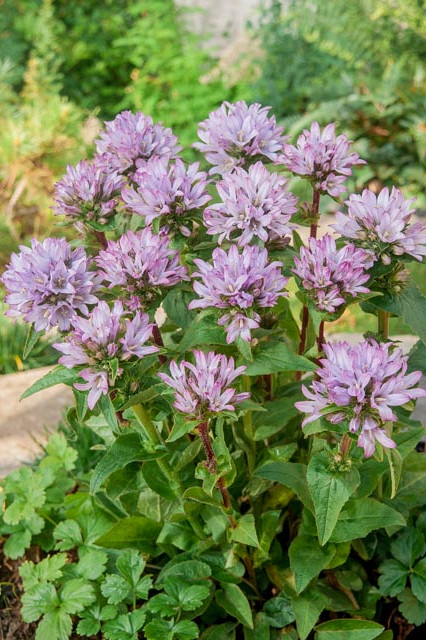 Campanula glomerata Pink
